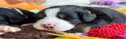 Bernese Mountain Dog dogs for sale: KC Registered Bernese Mountain Dog Puppies - Advert 28