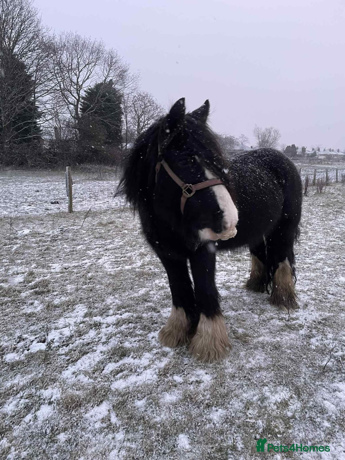 Irish Cob horses 14.2 cob - Advert 1