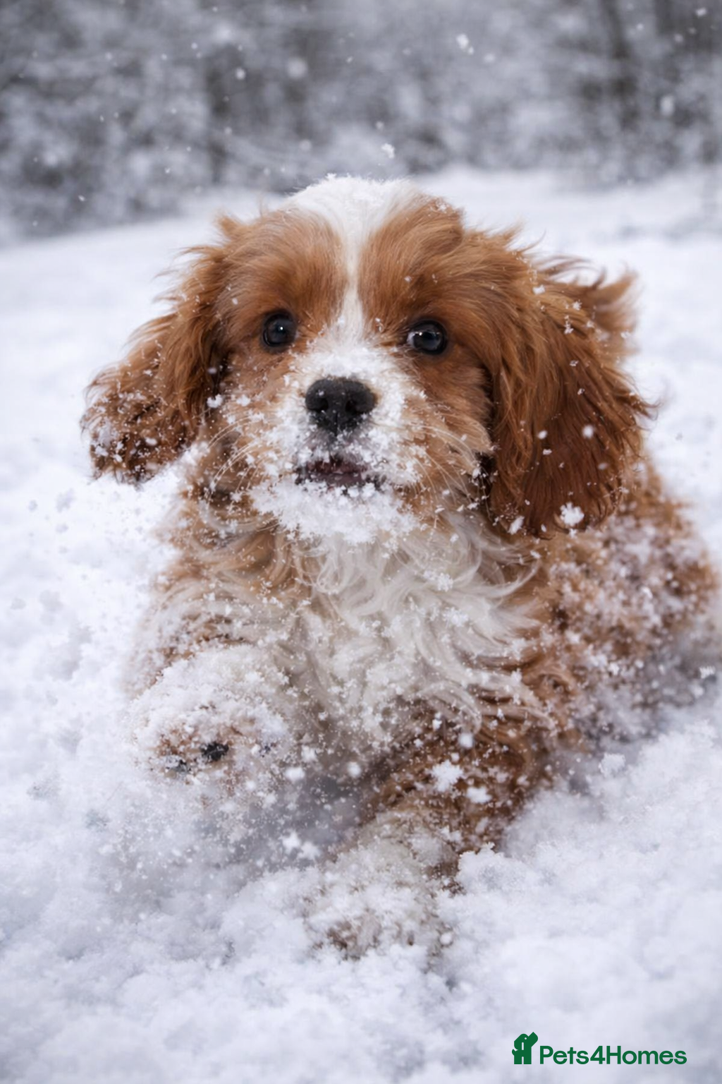 Cavapoo dogs Miniature Cavapoo Puppies – Home Reared !!! - Advert 2