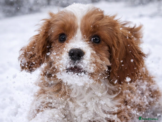 Cavapoo dogs Miniature Cavapoo Puppies – Home Reared !!! - Advert 16