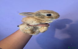 Mixed Breed rabbits for sale: Baby rabbits  - Image 2