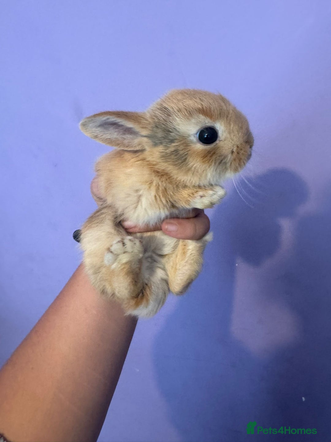 Mixed Breed rabbits for sale: Baby rabbits  - Image 2
