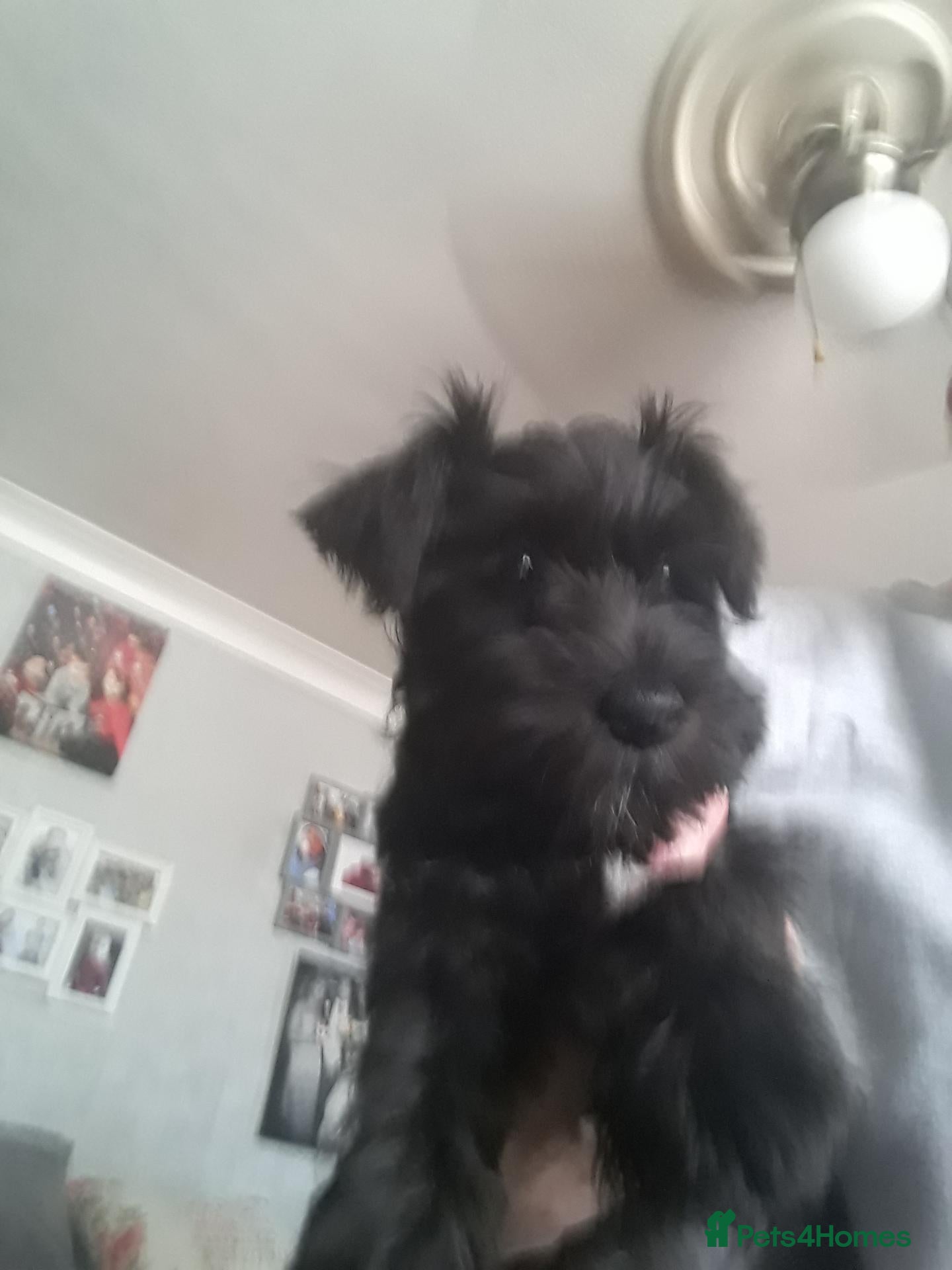 Miniature Schnauzer dogs Schnauzer puppies - Advert 20