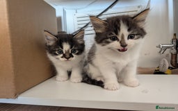 Maine Coon cats for sale: Maine coone cross  - Image 1