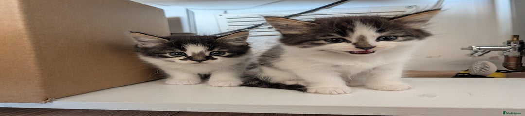 Maine Coon Kitten 2