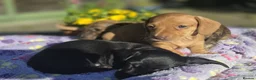 Miniature Dachshund dogs for sale: KC Mini Dachshund Pups - 1 available.3 reserved  - Advert 6