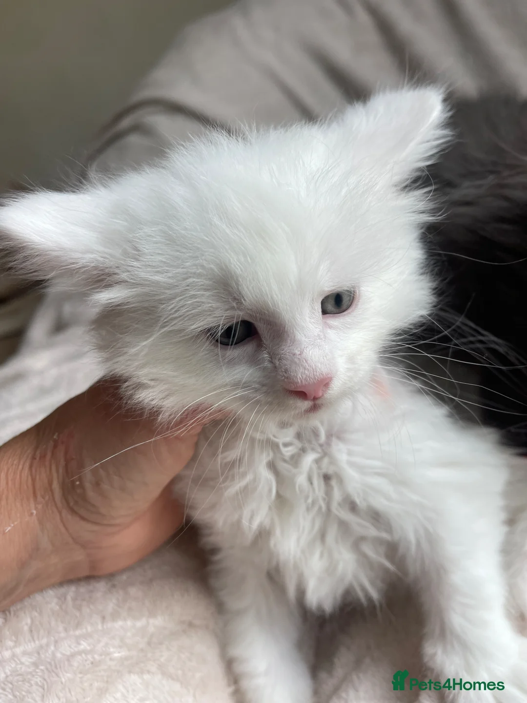 Maine Coon cats for sale: Maine Coon boy - Advert 22