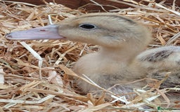 Ducks poultry for sale: Mixed Colour Ducklings for sale - Image 4