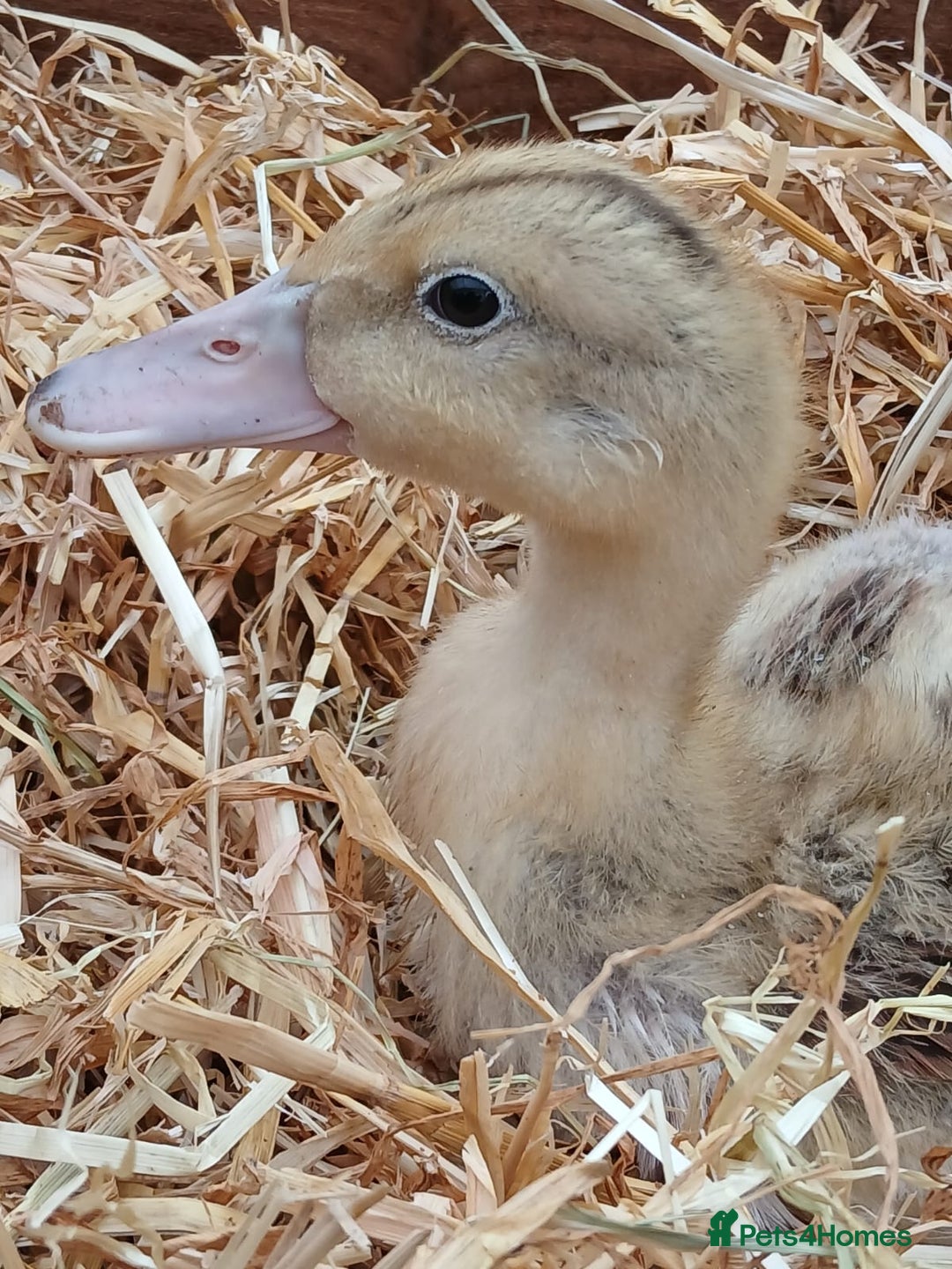 Ducks poultry for sale: Mixed Colour Ducklings for sale - Image 4