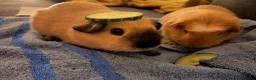 Guinea Pig rodents for sale: Male bonded guinea pigs  - Advert 1