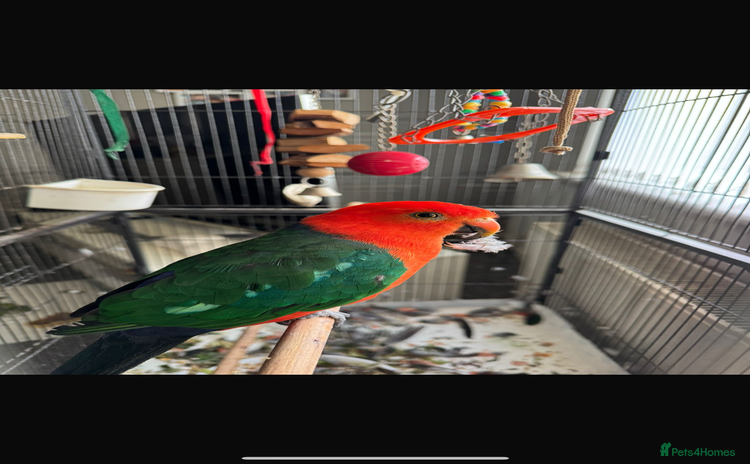Parrots birds - Advert 1