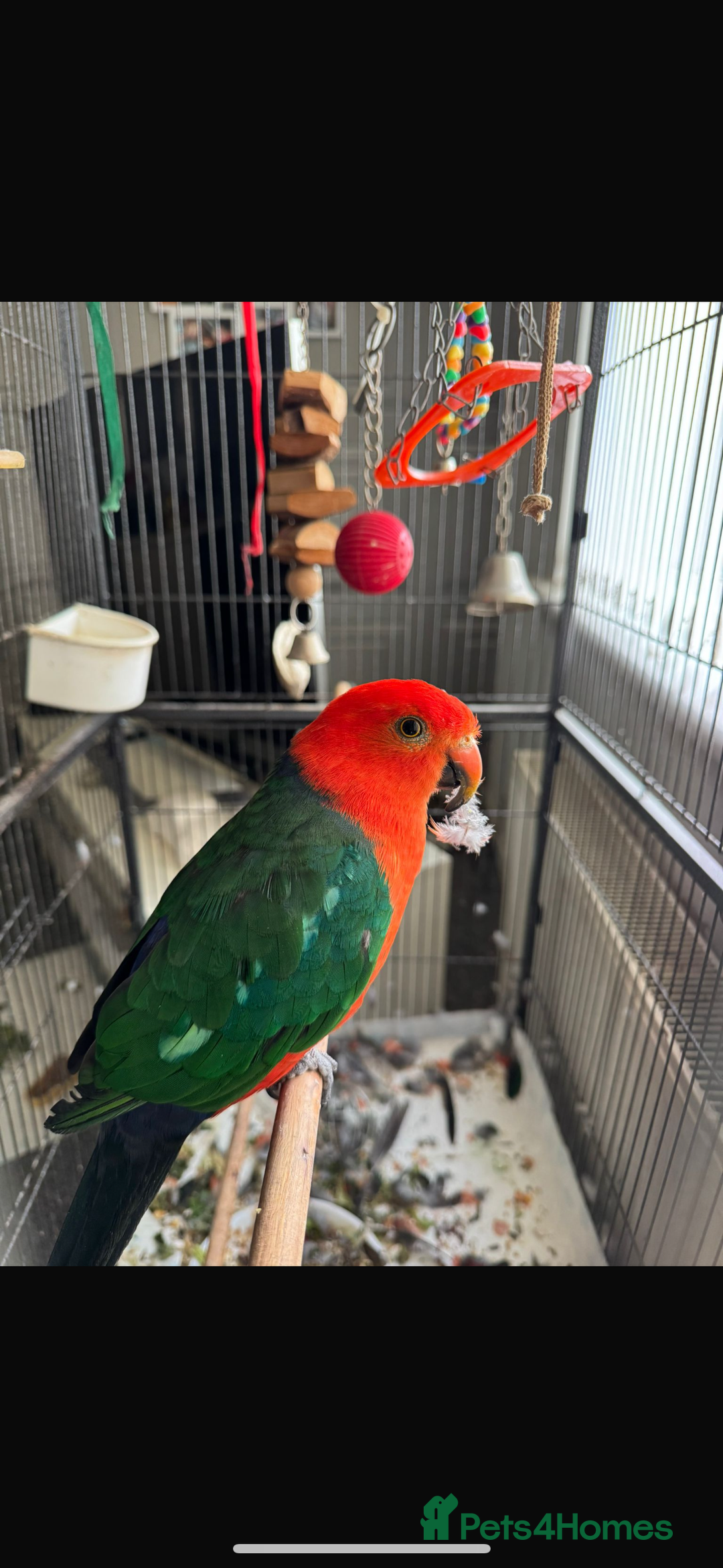 Parrots birds for sale: Australian King Parrot - 4 year old male  - Image 1
