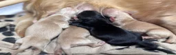 Miniature Dachshund dogs for sale: KC Longhaired Cream Miniature Dachshund Puppies - Advert 35
