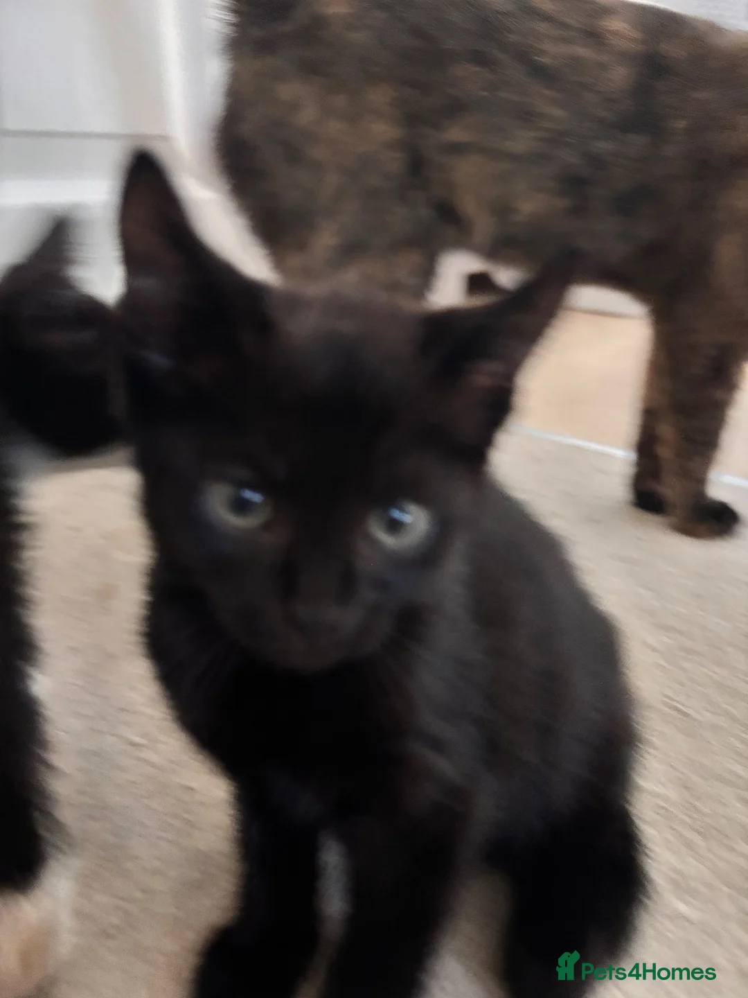Mixed Breed cats for sale: Kittens for sale  - Advert 2