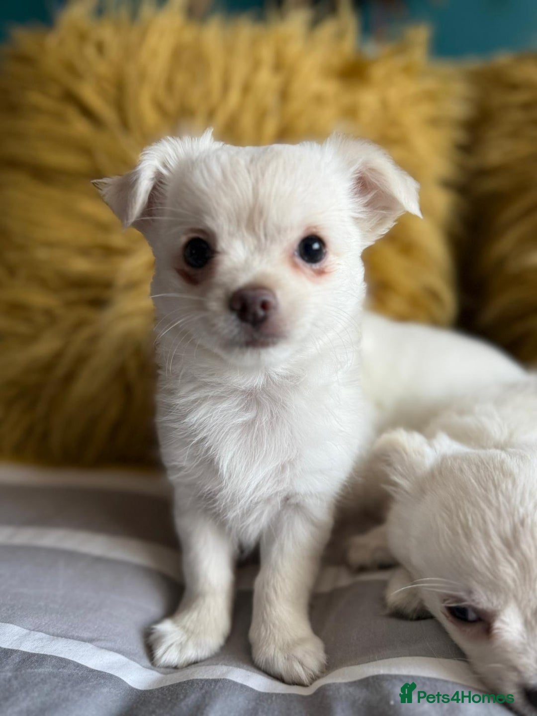 Chihuahua dogs for sale: 3 boys, long haired chihuahuas  - Image 4
