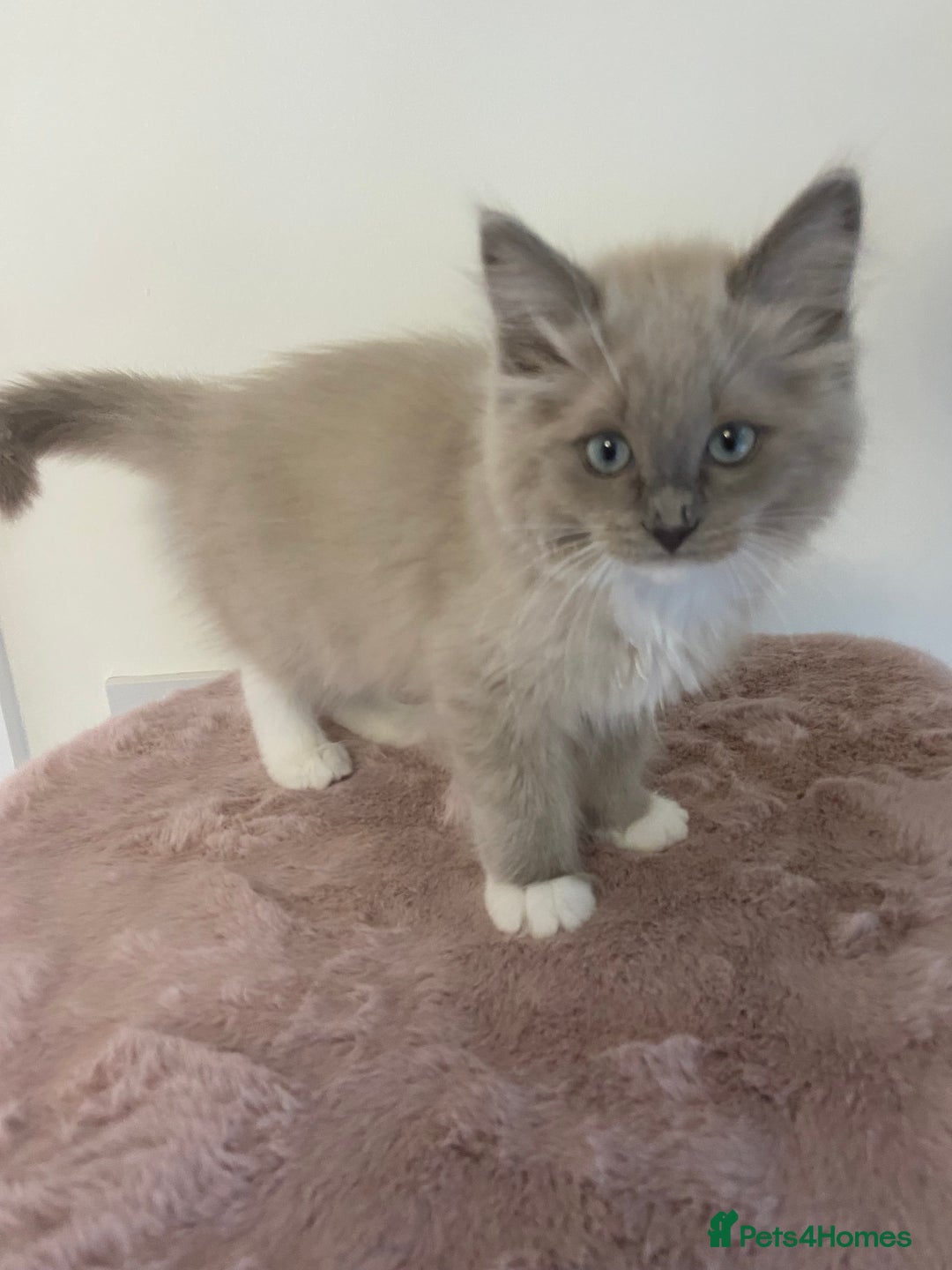 Ragdoll cats for sale: TICA ragdolls cherubim mink sepia solid tabby - Advert 15