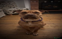 Mixed Breed dogs for sale: American bully - Image 4