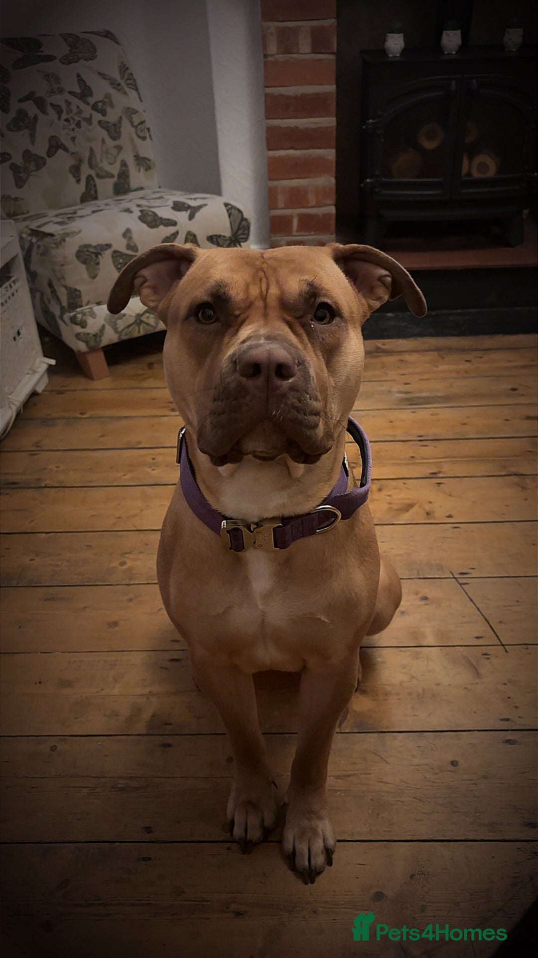Mixed Breed dogs for sale: American bully - Image 4