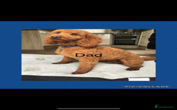 Cockapoo dogs for sale: 🐾STUNNING F1 COCKERPOOS REG BREEDER🐾 - Image 16