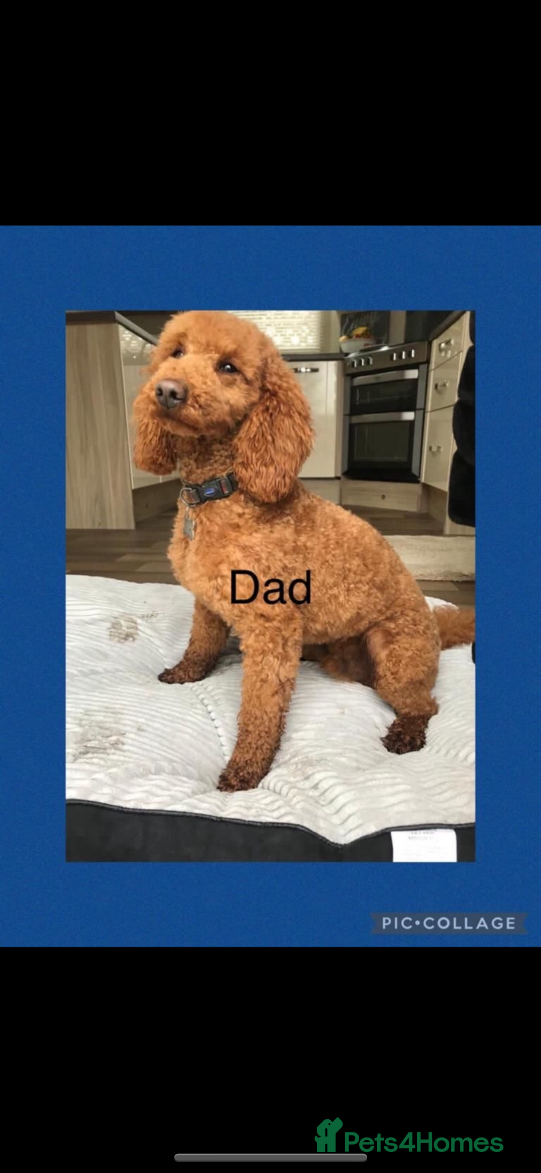 Cockapoo dogs for sale: 🐾STUNNING F1 COCKERPOOS REG BREEDER🐾 - Image 16