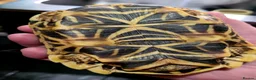 Tortoise reptiles for sale: Indian Star Tortoise - Advert 2