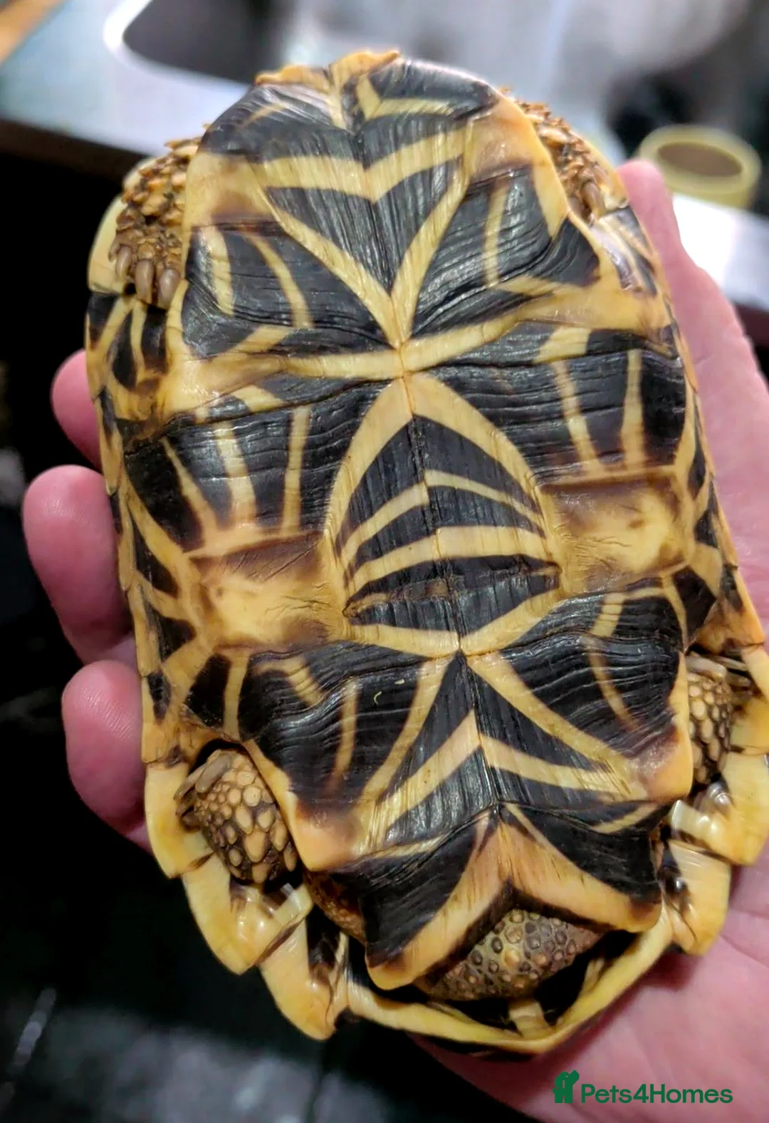 Tortoise reptiles for sale: Indian Star Tortoise - Advert 2