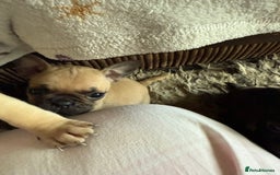 Frug dogs for sale: Pug cross frenchie - Image 4