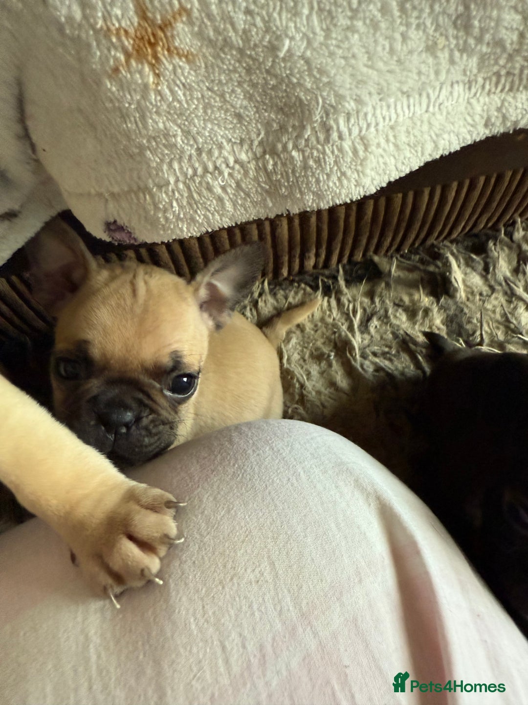 Frug dogs for sale: Pug cross frenchie - Image 4