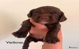 Sprocker dogs for sale: First cross sprocker puppies  - Image 8