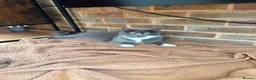 Mixed Breed cats for sale: Two Fluffy Boys Looking for Their Forever Homes - Advert 1