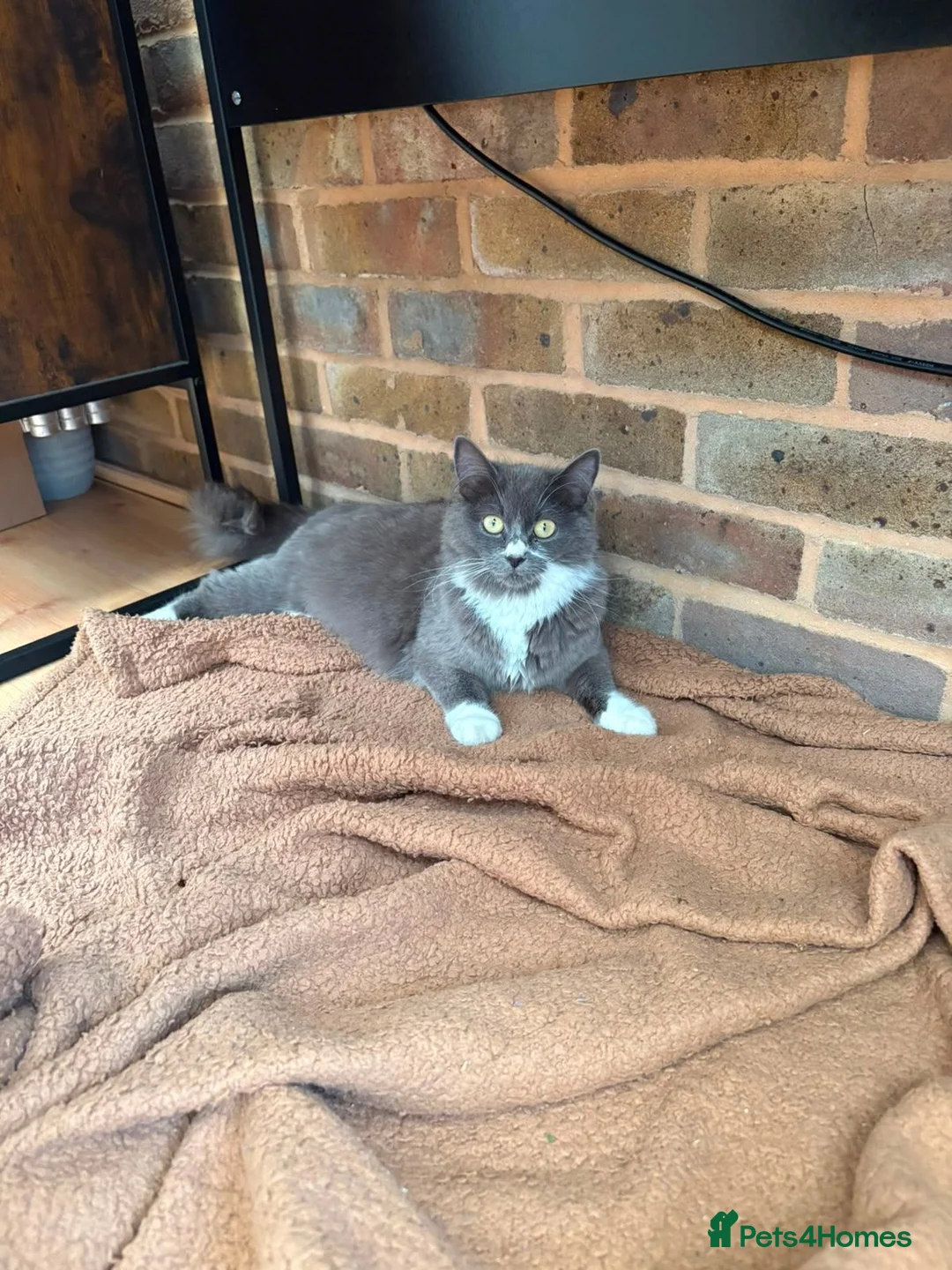 Mixed Breed cats for sale: Two Fluffy Boys Looking for Their Forever Homes - Advert 1