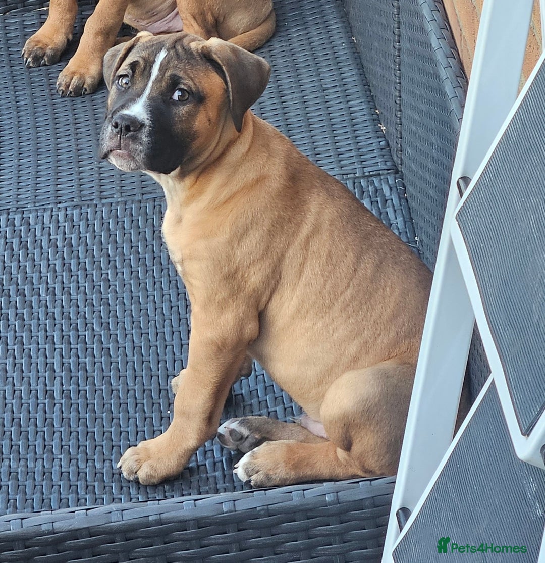 Mixed Breed dogs for sale: Recco is 3 mouths old - Image 1