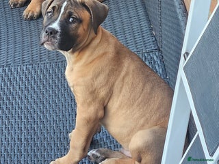 Mixed Breed dogs - Advert 1