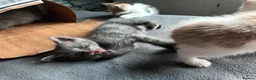 British Shorthair cats for sale: 4 beautiful kittens in Sheffield - Advert 8