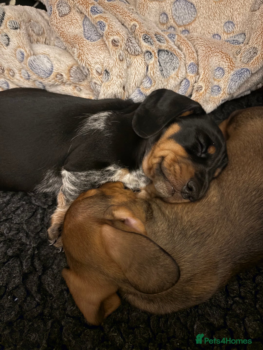 Miniature Dachshund dogs for sale: Beautiful Miniature Dachshund Puppies  - Advert 12