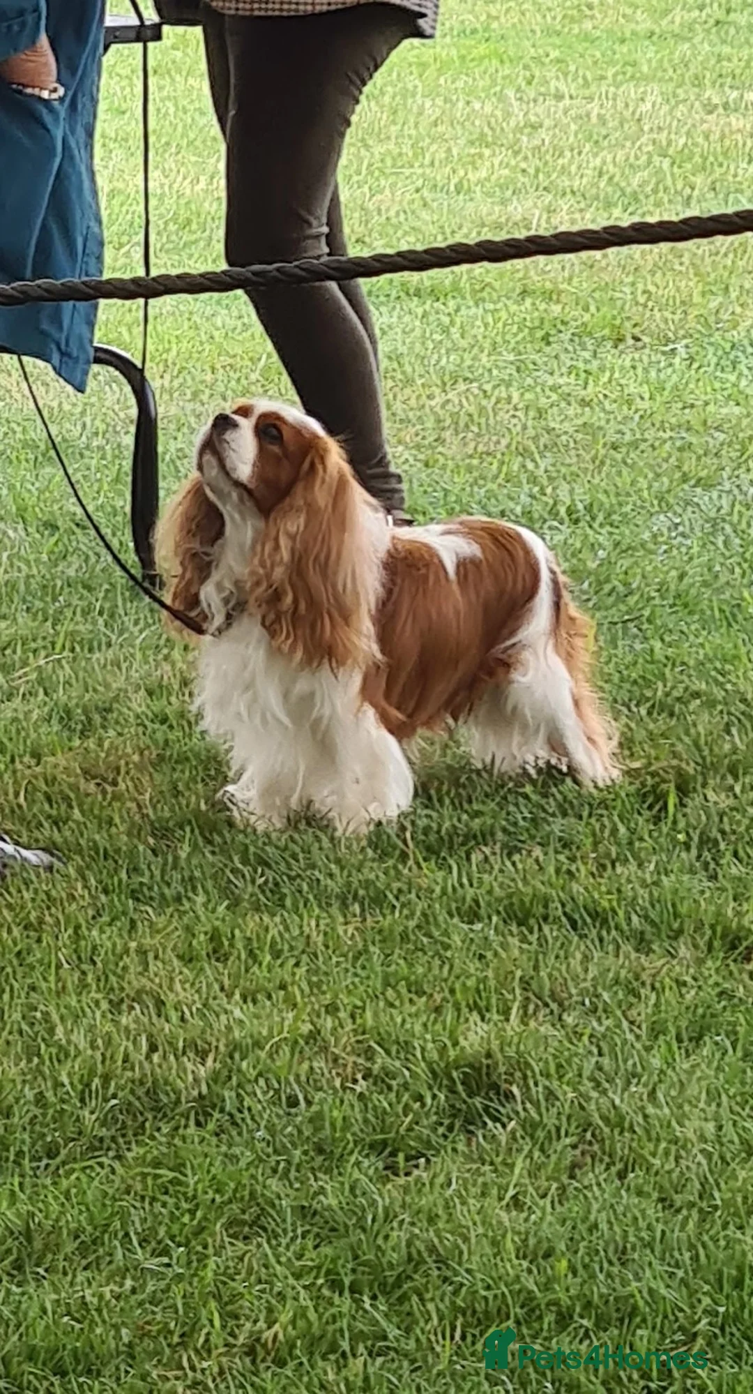 Cavalier King Charles Spaniel dogs for stud: For Stud- Exceptional Champ Pedigree Health Tested in New Milton - Advert 12