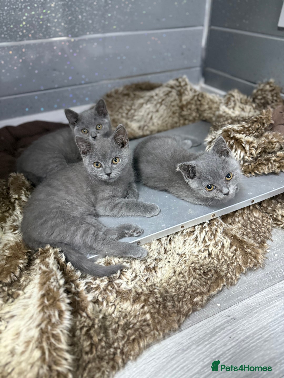 British Shorthair cats for sale: Stunning fluffy British short haired kittens  - Image 2
