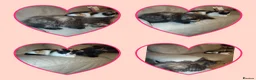 Mixed Breed cats for sale: 2 female kittens for sale  - Advert 1