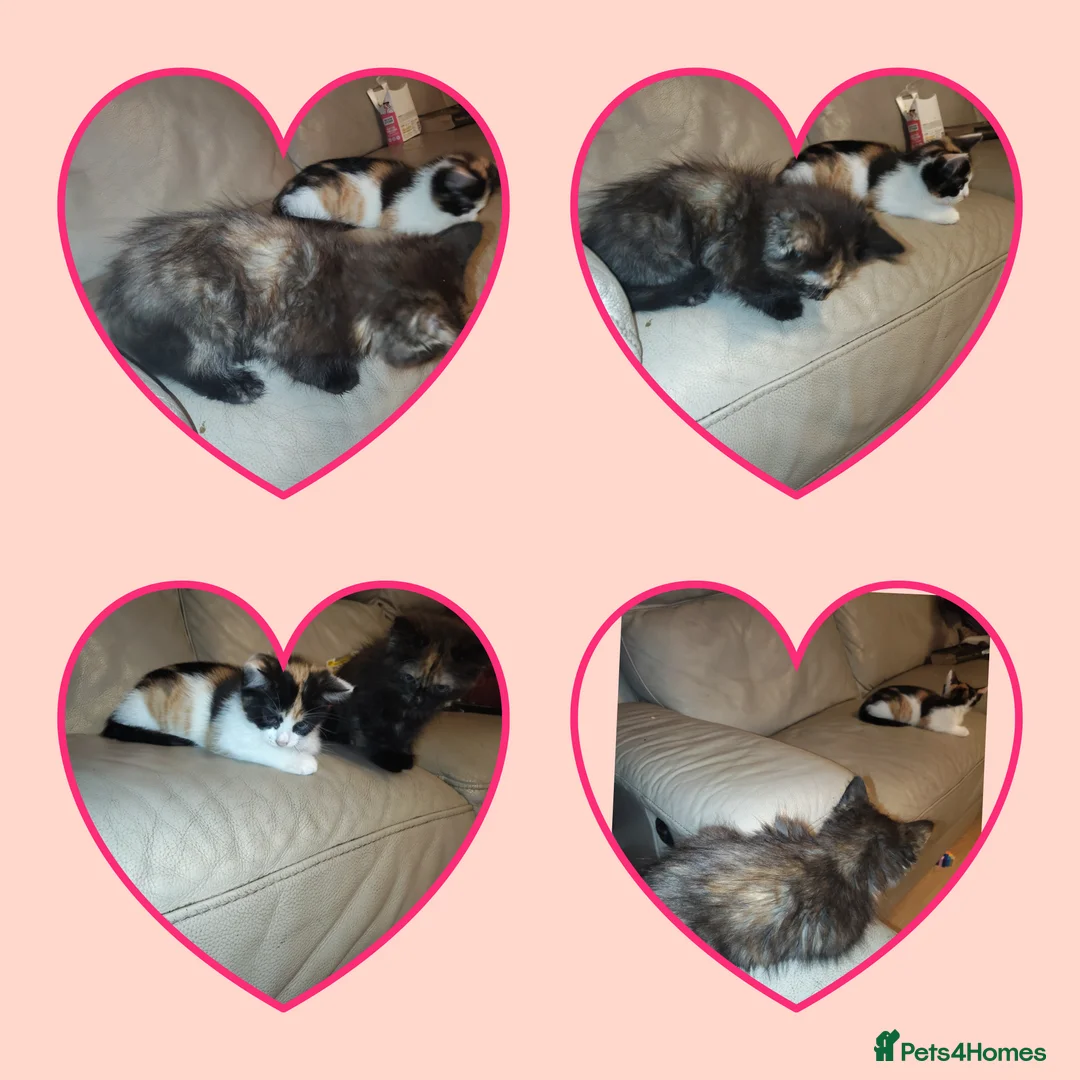 Mixed Breed cats for sale: 2 female kittens for sale  - Advert 1