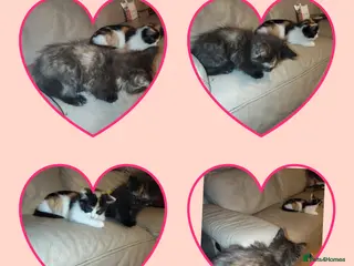 Mixed Breed cats 2 female kittens for sale - Advert 1