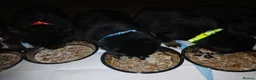 Mixed Breed dogs for sale: Shepweiler puppies  - Advert 11