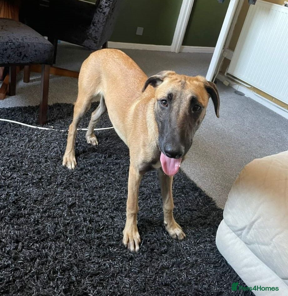 Mixed Breed dogs Belgian lurcher  - Advert 13