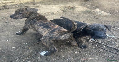 Mixed Breed dogs - Advert 2
