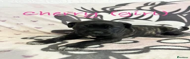 Cane Corso Puppy 7