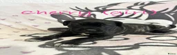Cane Corso dogs for sale: Urgent Cane Corso Puppies - Advert 3