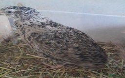 Quail poultry for sale: Trio Japanese quail  - Image 3