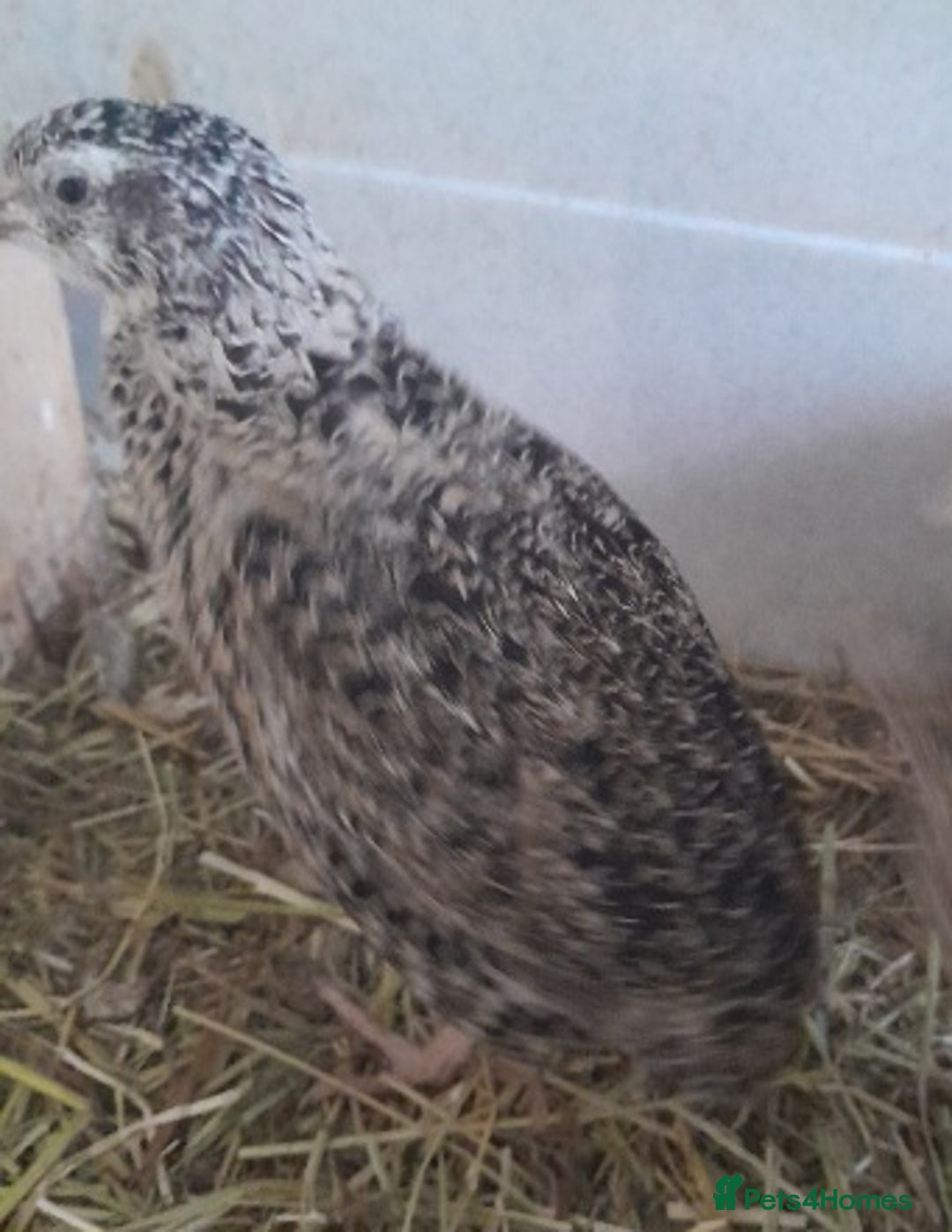 Quail poultry for sale: Trio Japanese quail  - Image 3
