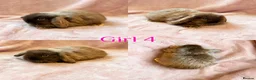 Mini Lop rabbits for sale: Baby Mini Lops Ready 08/08 - Advert 4