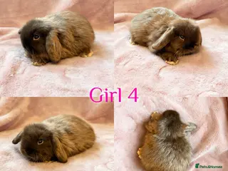 Mini Lop rabbits Baby Mini Lops Ready 08/08 - Advert 4