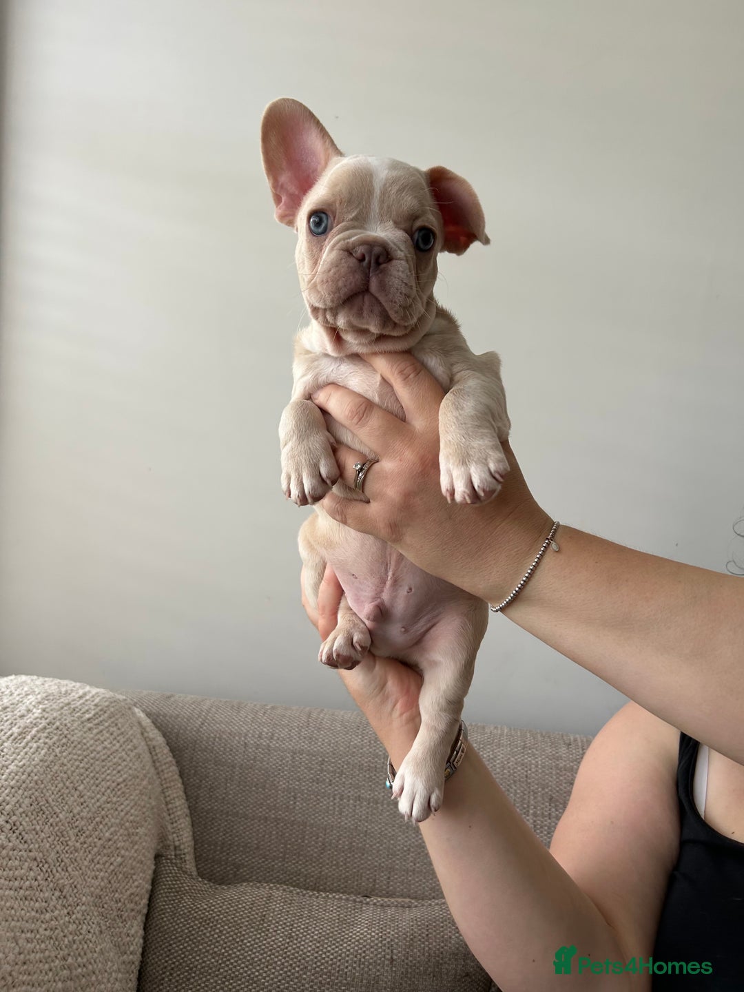 French Bulldog dogs for sale: READY TO LEAVE  KC REG RFG  FRENCHIE PUPPYS in Leicester - Image 18